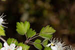 Parsley hawthorn